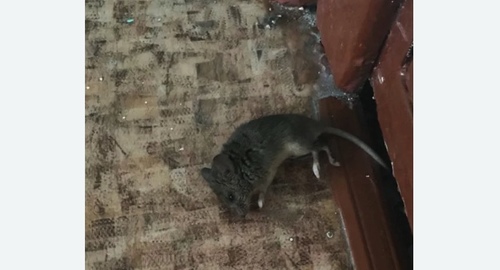 Дезинфекция от мышей в Весьегонске