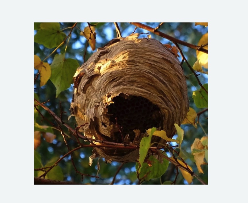 Обработка от шершней в Весьегонске