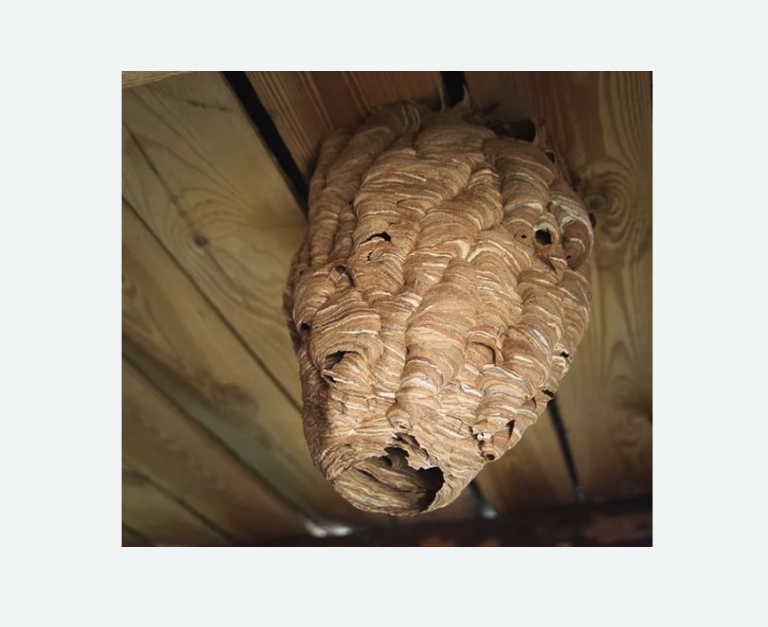 обработка от шершней в Весьегонске