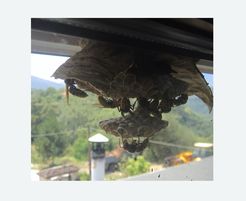 Уничтожение гнёзд шершней в Весьегонске