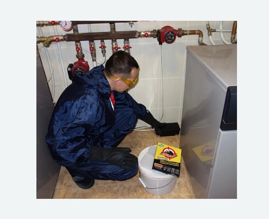 Уничтожение крыс в Весьегонске